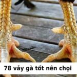 78 vảy gà tốt nên chọi: Cách xem vảy tốt để chọi