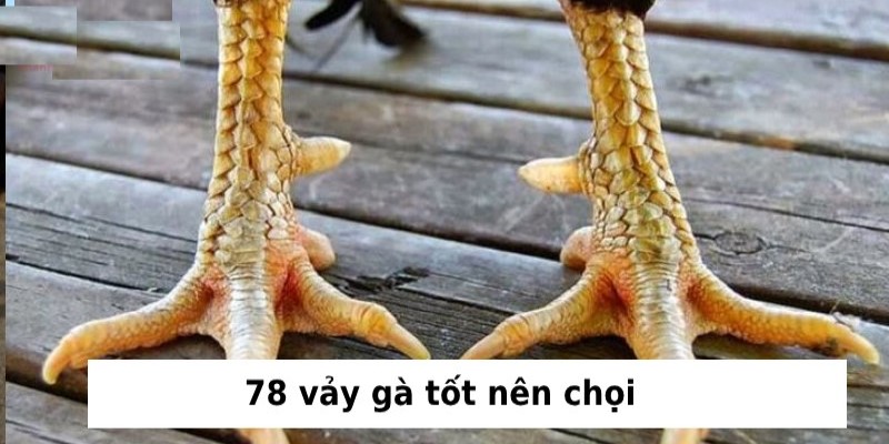 78 vảy gà tốt nên chọi