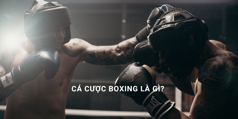 cá cược boxing