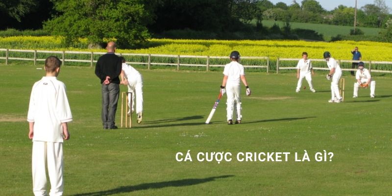 Cá cược cricket