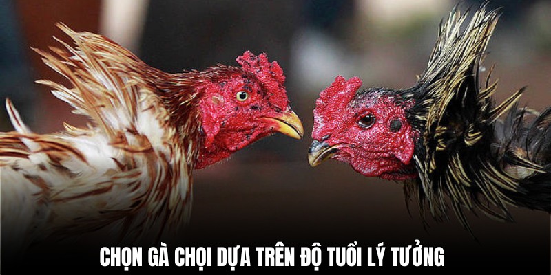 Cách chọn gà chọi chiến