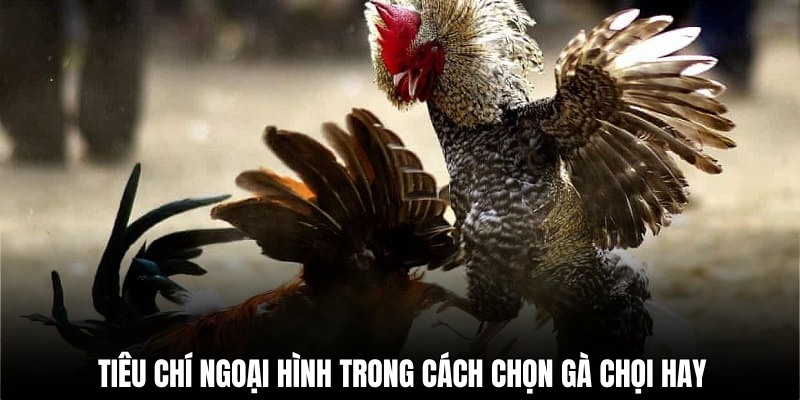 Cách chọn gà chọi đòn hay