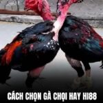 Cách chọn gà chọi hay với kinh nghiệm và bí quyết chi tiết