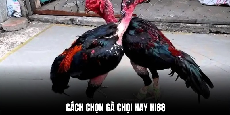 Cách chọn gà chọi hay với kinh nghiệm và bí quyết chi tiết