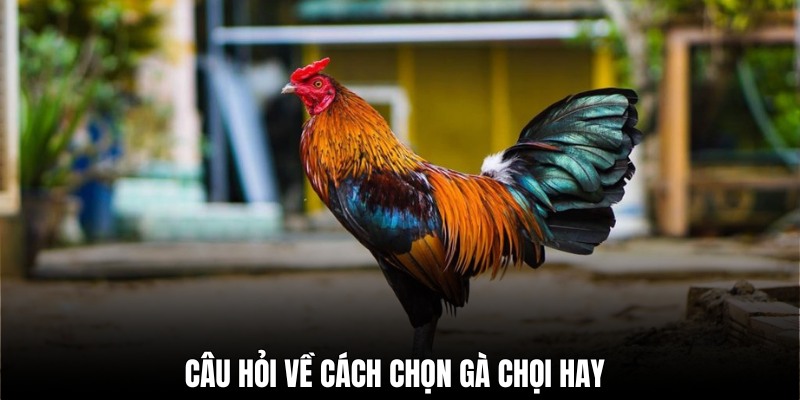 Cách chọn gà đá hay