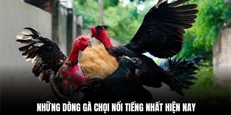 Cách chọn gà hay