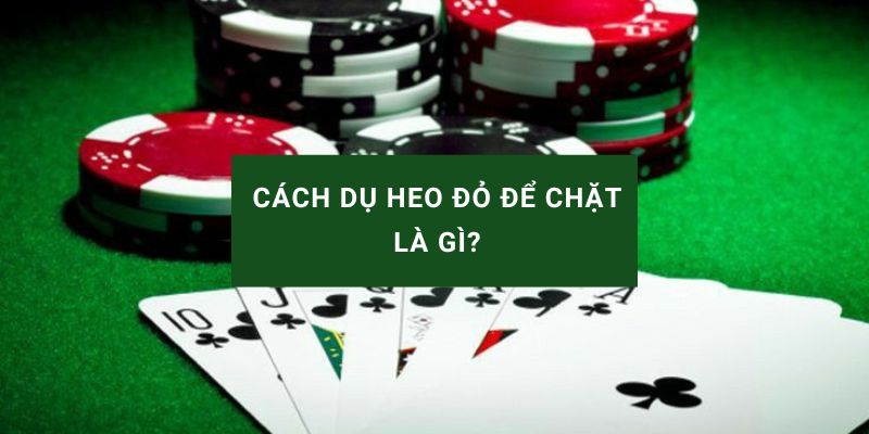 cách dụ heo đỏ để chặt là gì