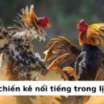 Những trận gà chọi hay nhất | Tổng hợp trận đấu đỉnh cao 