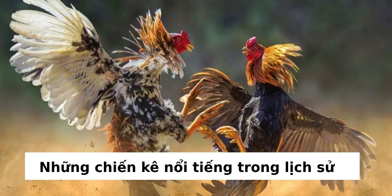 những trận gà chọi hay nhất