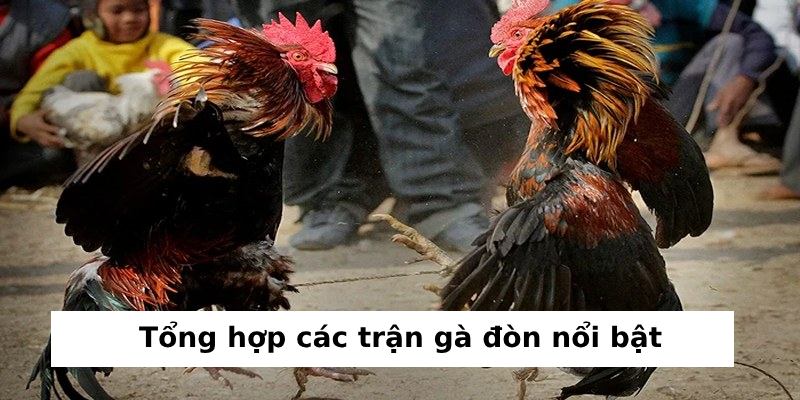 tổng hợp những trận gà đòn