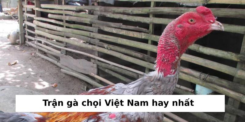 trận gà chọi việt nam hay