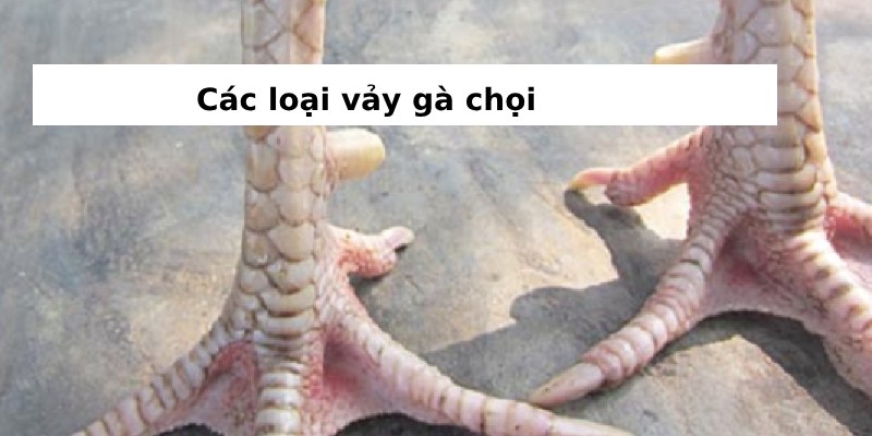 vảy gà