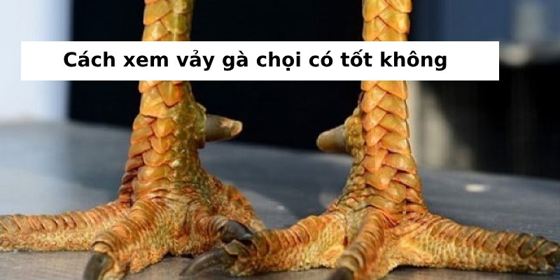 xem vảy gà 